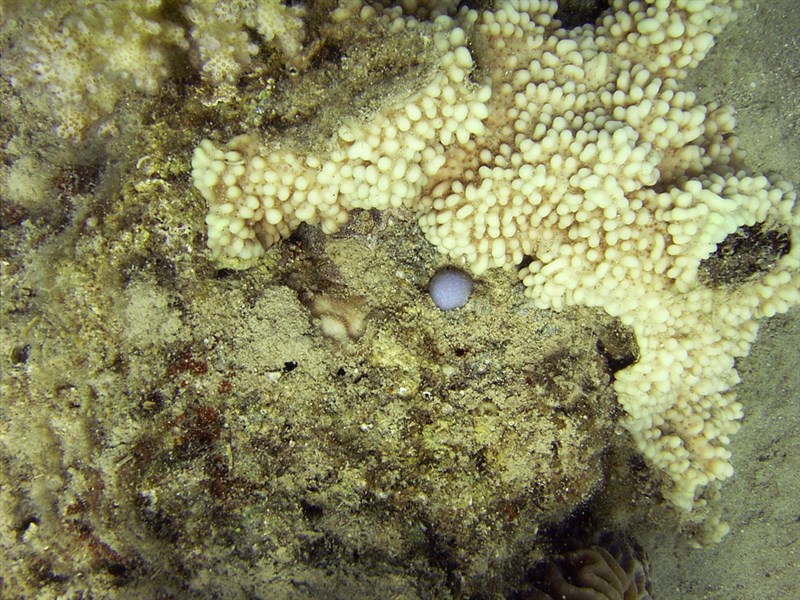 , Rice Coral, Montipora verrucosa