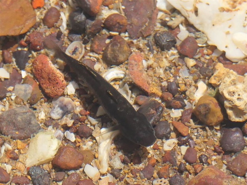 Beachrock mangrovegoby, Mugilogobius littoralis, Mugilogobius littoralis