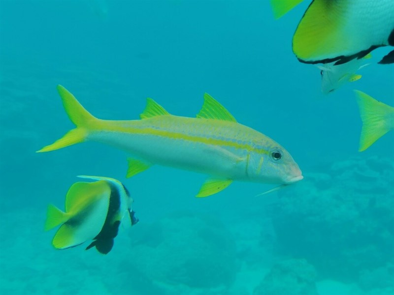 Yellowfin goatfish, Banded Goatfish, Flame Goatfish, Goatfish, Golden Banded Goatfish, Goldenstripe Goatfish, Goldstripe Goatfish, Red Goatfish, Red Weke, Yellowfin Goatfish, Yellowstripe Goatfish, Mulloidichthys vanicolensis