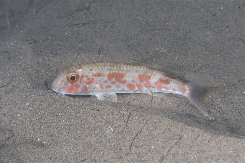 Red mullet, Red Mullet - Mullus barbatus, Mullus barbatus