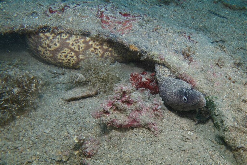 Mediterranean moray, Mediterranean Moray - Muraena helena, Muraena helena