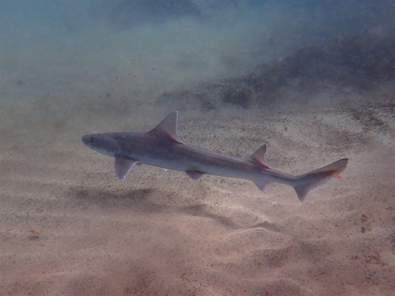 Smooth-hound, Smooth-hound - Mustelus mustelus, Mustelus mustelus