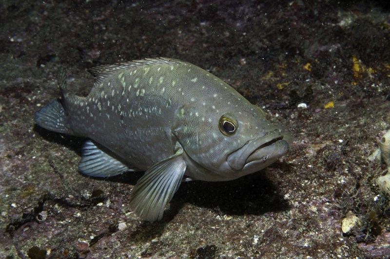 Comb grouper, Western Comb Grouper, Mycteroperca acutirostris