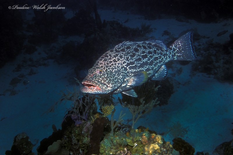 Yellowfin grouper, Yellowfin Grouper, Mycteroperca venenosa