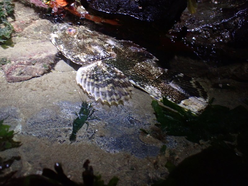 Great sculpin, Great Sculpin - Myoxocephalus polyacanthocephalus, Myoxocephalus polyacanthocephalus