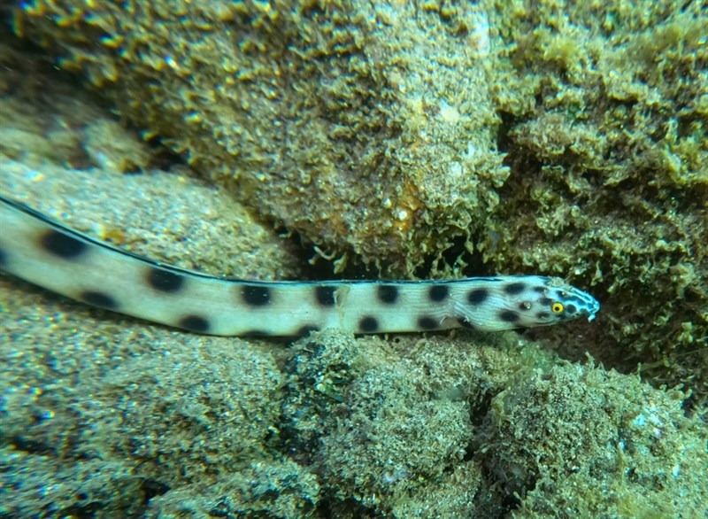 Clarion snake eel, Clarion Snake Eel - Myrichthys pantostigmius, Myrichthys pantostigmius