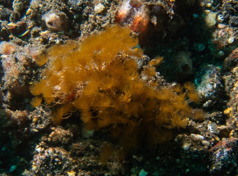 , Hydroid, Myrionema amboinense