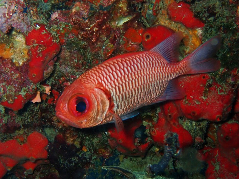 Doubletooth soldierfish, Doubletooth Soldierfish, Myripristis hexagona