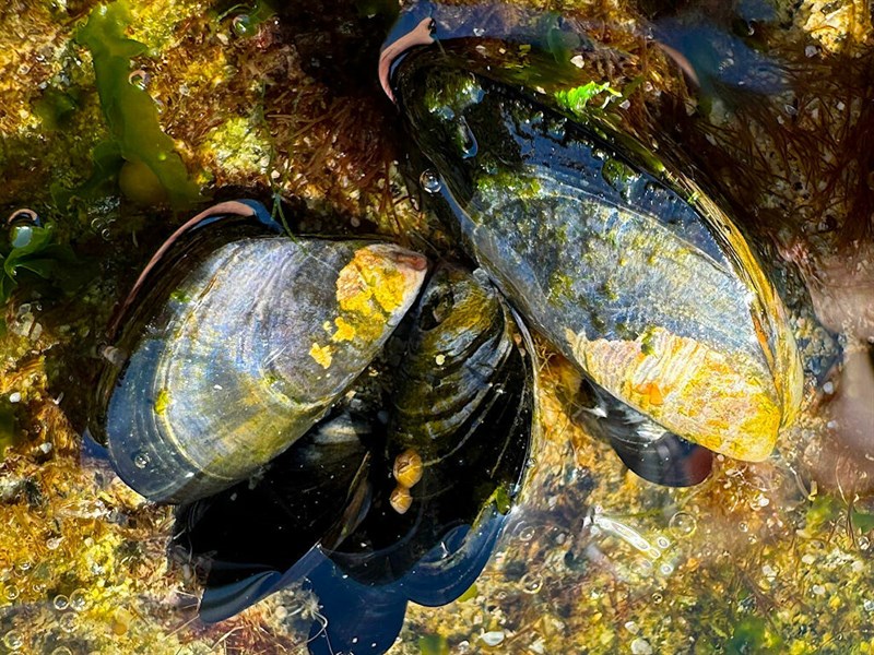 , Blue Mussel, Mediterranean Mussel, Bay Mussel, Mytilus galloprovincialis