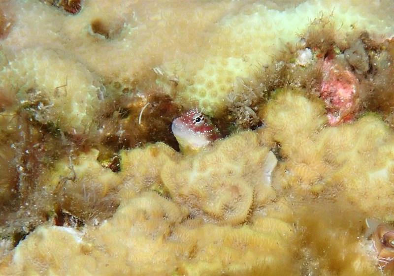 Pygmy blenny, Pygmy Blenny, Nannosalarias nativitatis