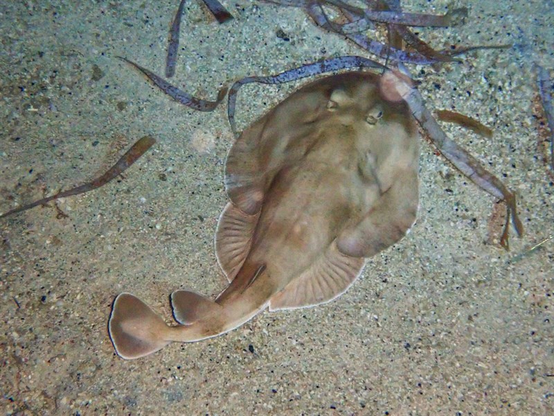 Lesser electric ray, Lesser Electric Ray, Narcine bancroftii