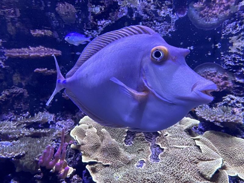 Bluespine unicornfish, Bluespine Unicornfish, Brown Unicornfish, Humphead Unicornfish, Longhorn Unicornfish, Longnose Unicornfish, Long-snouted Unicornfish, Unicorn Tang, Naso unicornis