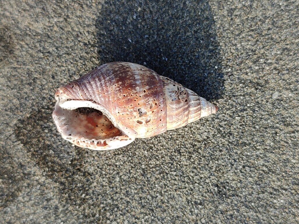 , Olive Whelk - Nassarius olivaceus, Nassarius olivaceus