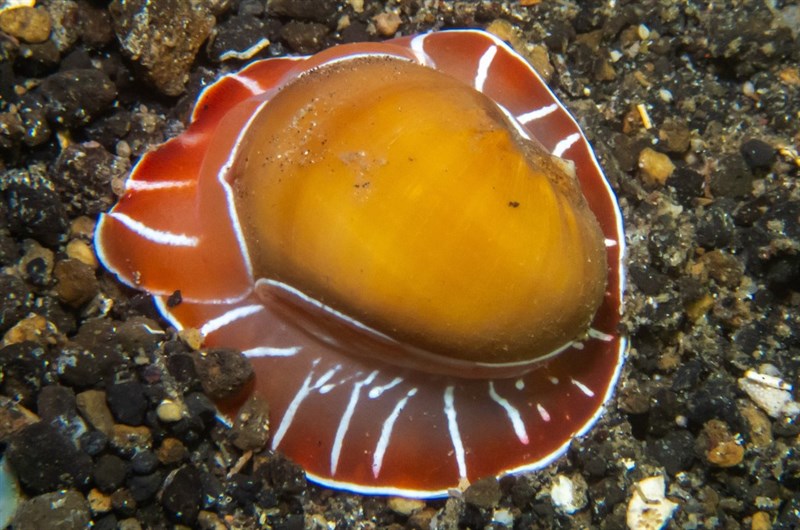 , Moon Snail, Naticarius orientalis