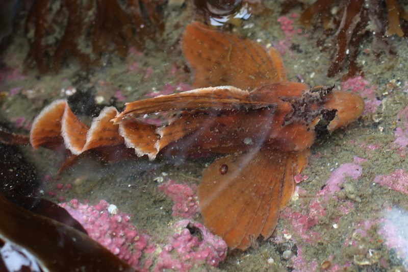 Sailfin sculpin, Sailfin Sculpin - Nautichthys oculofasciatus, Nautichthys oculofasciatus