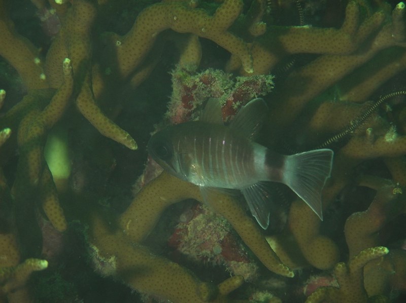 Similar cardinalfish, Similar Cardinalfish - Nectamia similis, Nectamia similis