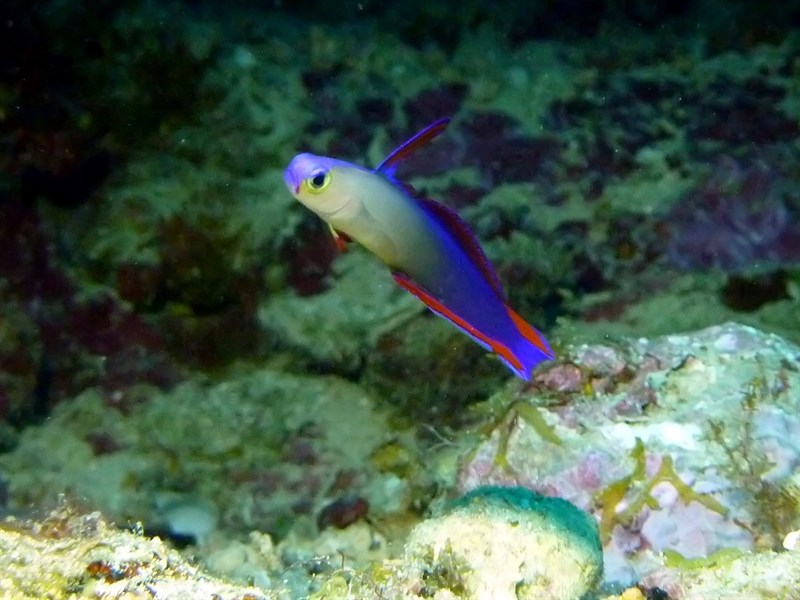 Elegant firefish, Elegant Firefish, Nemateleotris decora