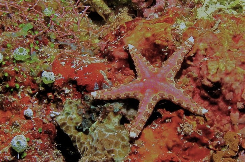 , Plated Sea Star, Red Mottled Sea Star, Neoferdina glyptodisca