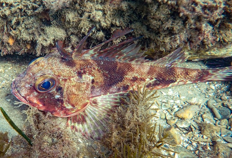 Common gurnard perch, Cobbler Perch, Red-spotted Gurnard Perch, Ruddy Gurnard Perch, Smooth Gurnard Perch, Spotted Gurnard Perch,Common Gurnard Perch, Neosebastes scorpaenoides