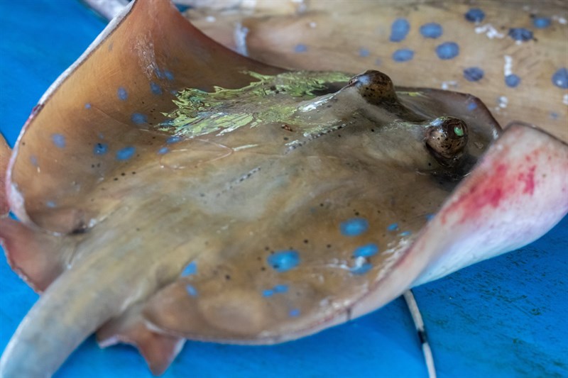 Bob Ward‟s bluespotted maskray, , Neotrygon bobwardi