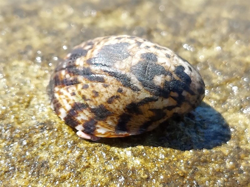 , Blotched Nerite, Ox-palate Nerite, Ox-tongue Nerite Snail - Nerita albicilla, Nerita albicilla