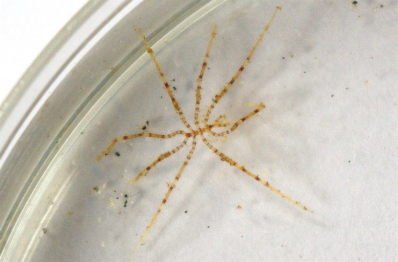 , Elegant Sea-spider, Nymphon brevirostre