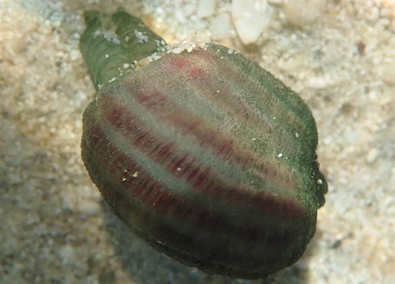 , Ochetostoma Baronii - Ochetostoma baronii, Ochetostoma baronii