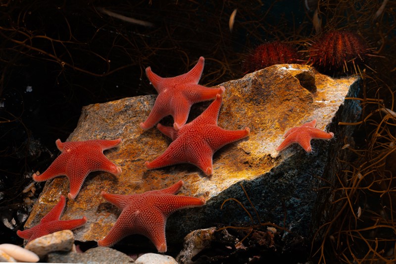 , Red Sea Star, Odontaster validus