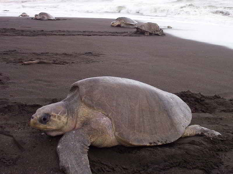 Oliv Bastardschildkröte Lepidochelys olivacea am Strand