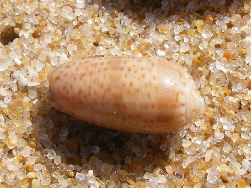 , Oliva caroliniana