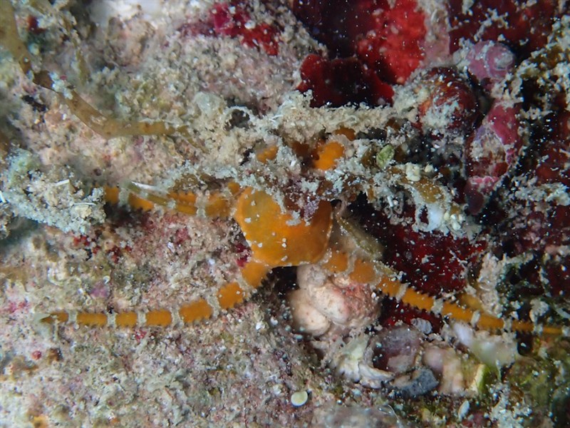 , Ruby Brittle Star, Ophioderma rubicundum