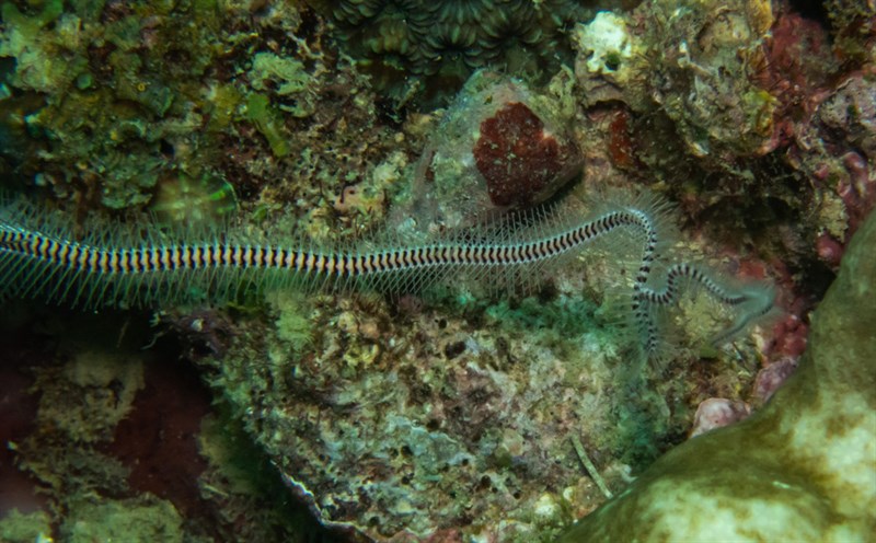 , Spotted-Disc Brittle Star, Ophiomastix caryophyllata