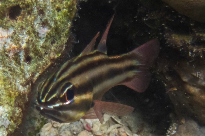 Blackstripe cardinalfish, Blackstripe Cardinalfish, Ostorhinchus nigrofasciatus