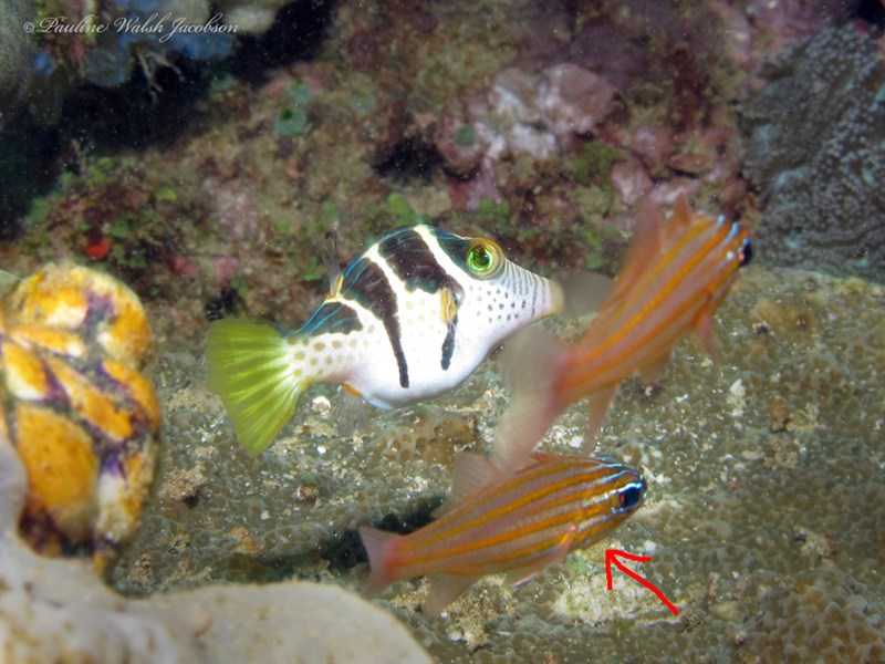 Rubyspot cardinalfish, Rubyspot Cardinalfish, Redspot Cardinalfish, Orangespot Cardinalfish, Ostorhinchus rubrimacula