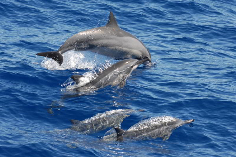 Ostpazifischer-Delfin-Spinnerdelfin-Stenella-longirostris-Kanaren-Wale-Arten-Kanarische-Inseln-Teneriffa-Walarten-Gran-Canaria-Fuerteventura-Lanzarote-Whalewatching