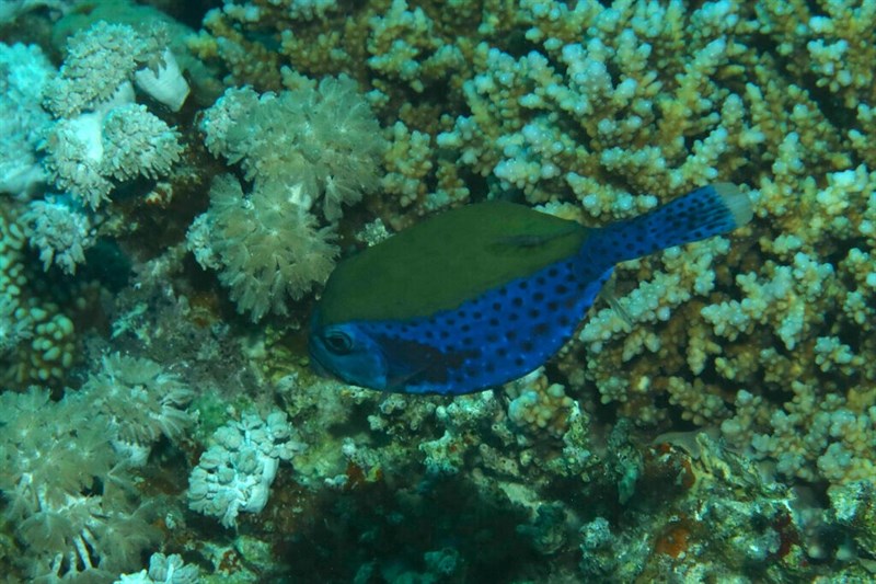 Bluetail trunkfish, Bluetail Trunkfish, Ostracion cyanurus