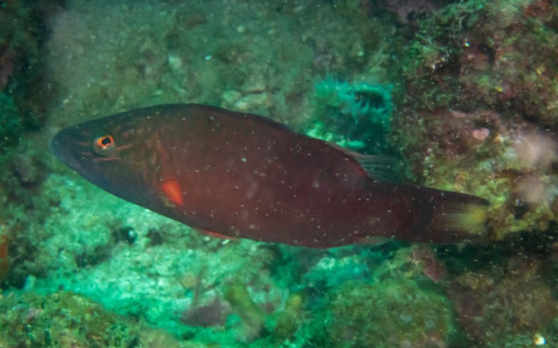 Cheeklined wrasse, Cheeklined Maori, Cheeklined Maori Wrasse, Cheek-lined Maori-wrasse, Cheeklined Wrasse, Cheek-lined Wrasse, Violet-lined Maori Wrasse, Oxycheilinus digramma