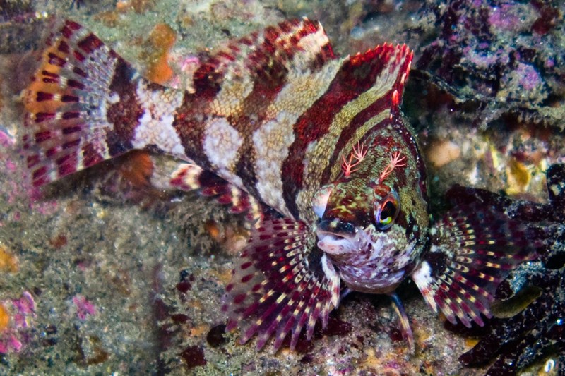 Painted greenling, Painted Greenling, Oxylebius pictus