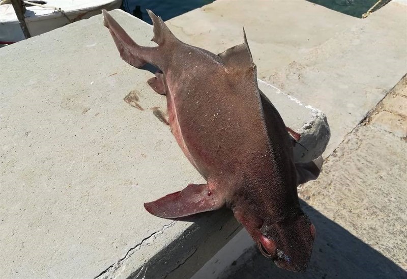 Angular roughshark, , Oxynotus centrina