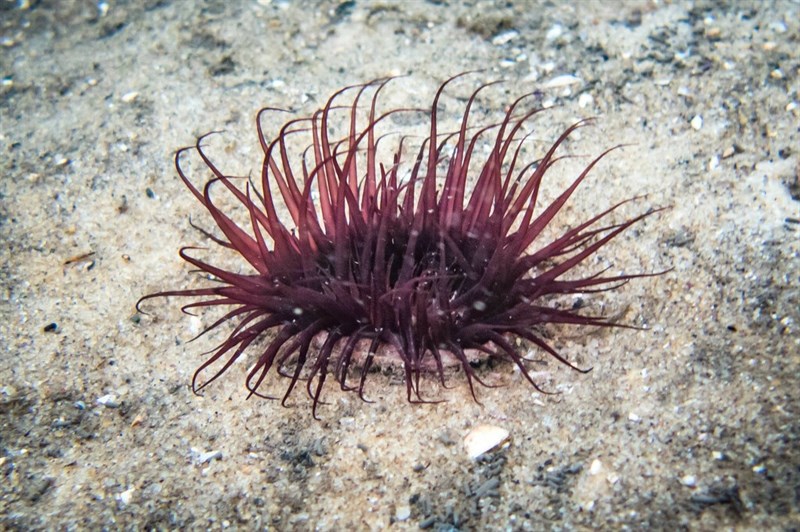 , Banded Tube Anemone, Pachycerianthus delwynae