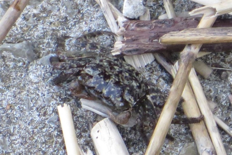 , Pachygrapsus Minutus - Pachygrapsus minutus, Pachygrapsus minutus