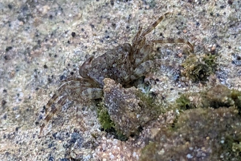 , Pachygrapsus planifrons, Pachygrapsus planifrons