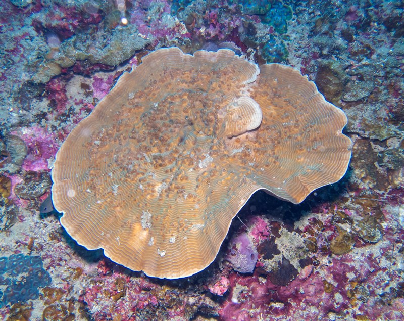 , Hard Coral, Pachyseris speciosa