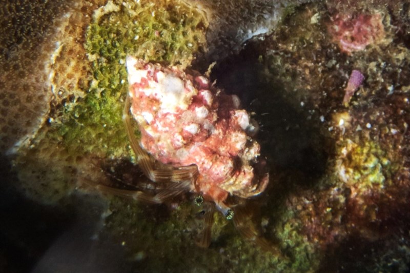 , Hermit Crab, Pagurixus rubrovittatus