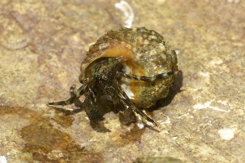 , Pagurus angustus