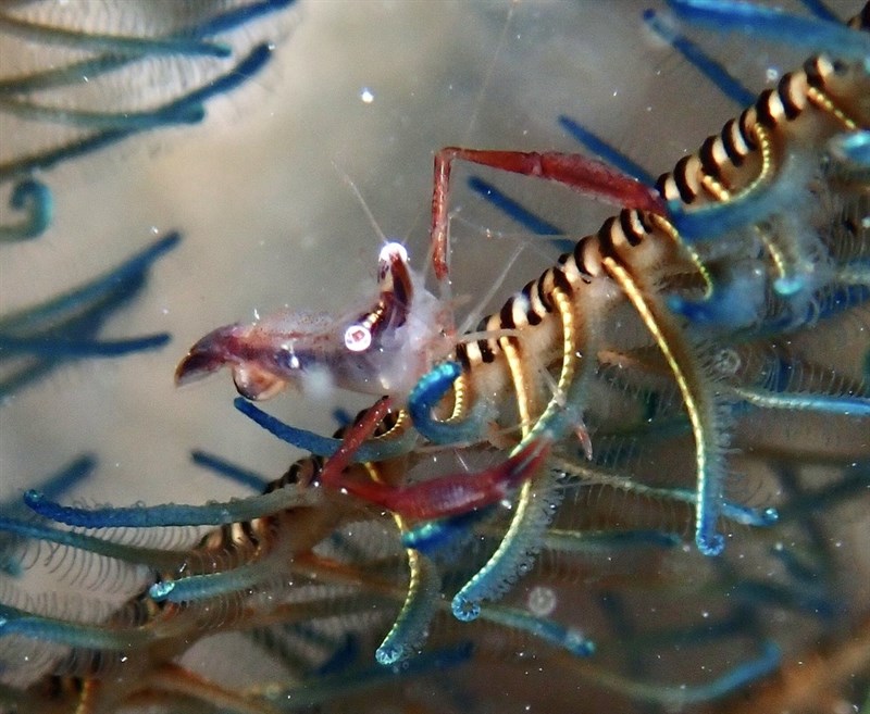 , Pott’s Crinoid Shrimp, Palaemonella pottsi