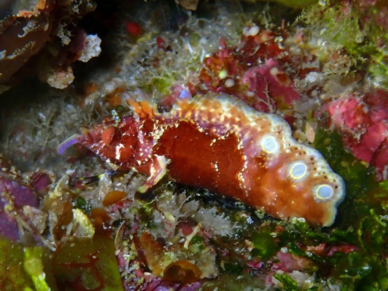 Goatee blenny, Goatee Blenny, Paraclinus barbatus