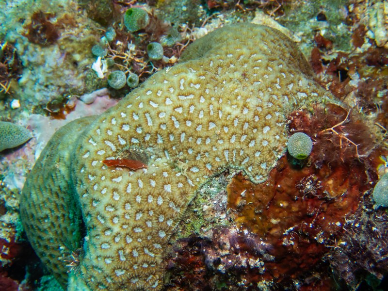 , Stony Coral, Paragoniastrea russelli