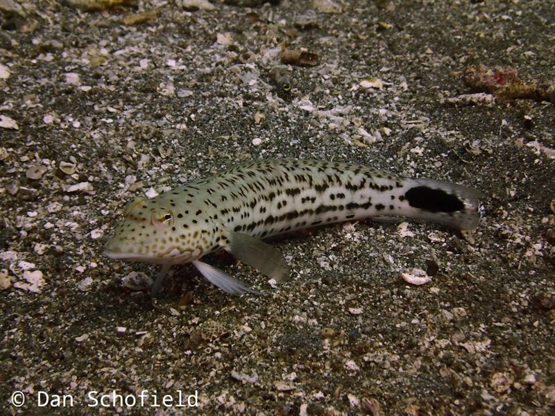 , Parapercis pacifica, Parapercis pacifica