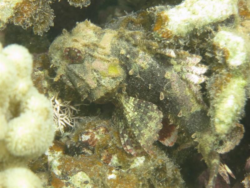 Mozambique scorpionfish, Mozambique Scorpionfish, Parascorpaena mossambica